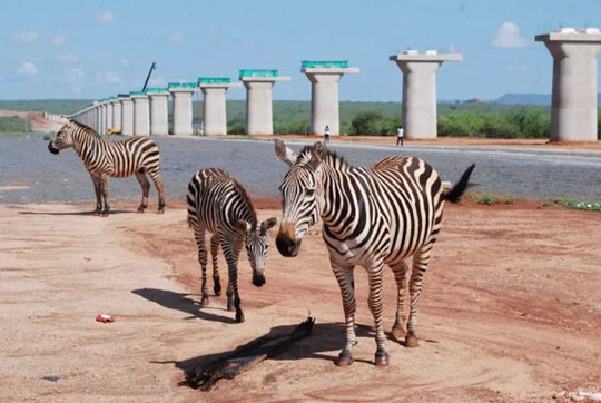 肯尼亚总统高度赞赏，乞力马扎罗山下尊龙凯时官网网址绿闪灼